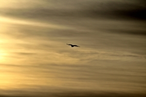 birdie in the sky